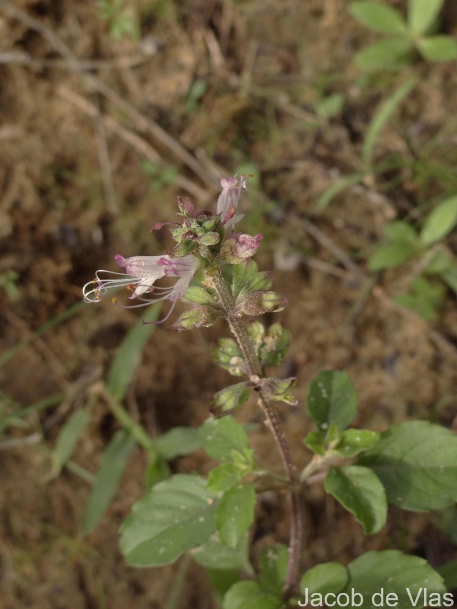 Ocimum filamentosum Forssk.